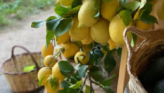 Da Palma: passeggiata nella valle di Soller e picnic in un'aranceto