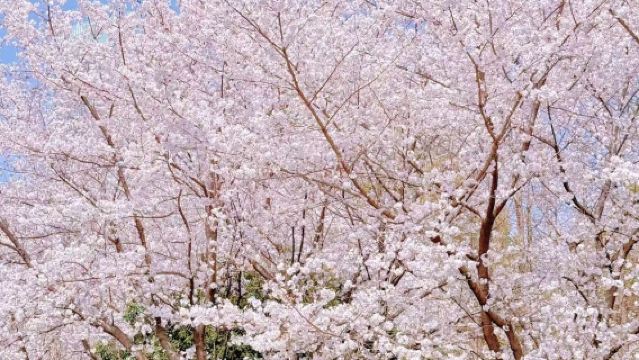 Round-trip from Shanghai: 1-day tour to Wuxi Tai Hu Yuantouzhu Scenic Spot & Nianhua Bay | Customizable itinerary