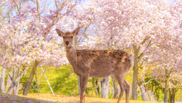 日本/本地留學生地陪/翻譯/地接/私人導遊/日本深度遊