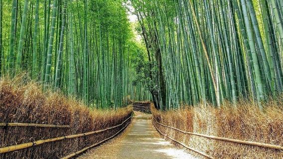 Bamboo Village & Cycling Tour in Wayanad