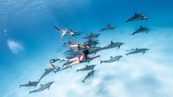 Avvistamento delfini a Hurghada, Egitto (branchi di delfini selvatici + acque cristalline per snorkeling + guida professionale dell'equipaggio)