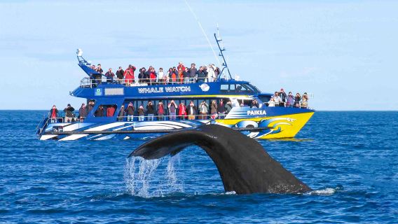 1-day whale watching tour in Kaikoura, New Zealand [round-trip from Christchurch + small group of 16 + whale watching included]