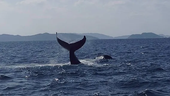 Escursione in barca di mezza giornata per il whale watching in inverno da Naha/Chatan