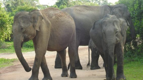 Saindo do Porto de Hambantota: Safári dos Grandes Animais e Aves de Yala