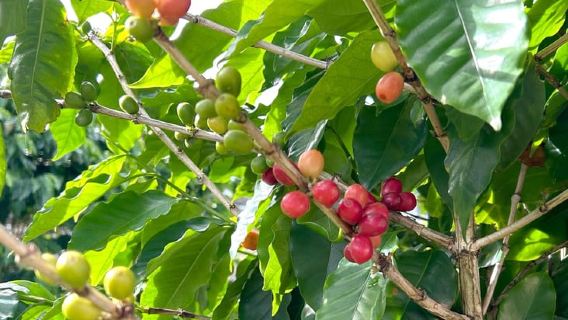 Oahu: Valley of Waimea Falls Swim & Hike with Lunch & Dole