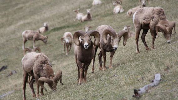 From Banff: Sunset Lake Louise, Moraine Lake & Wildlife Tour