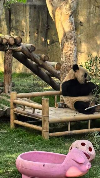 1-day tour to Shanghai Wild Animal Park [small group for 9 people | optional Chinese or English guide]