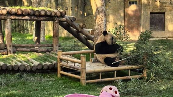 Lawatan sehari Shanghai Wildlife Park [Kumpulan 9 orang | Pilihan pemandu pelancong berbahasa Cina atau Inggeris]