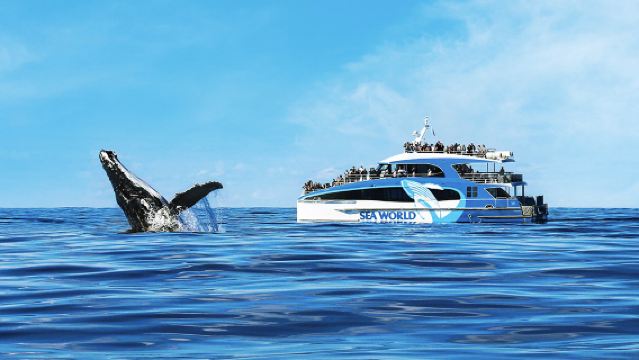 Gold Coast Sea World Whale Watch Cruise