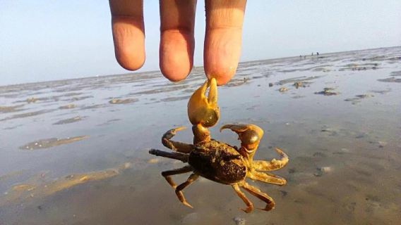 北海出海| 趣味親子活動-北海紅樹林趕海含趕海用具
