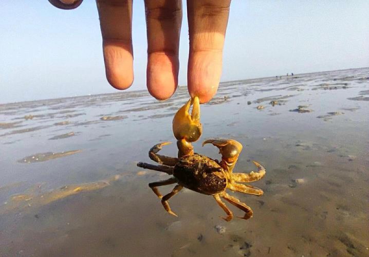 北海出海|趣味親子活動-北海紅樹林趕海含趕海用具