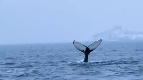 [Безвизовая Россия] Мурманск – Териберка в одну сторону/в один конец