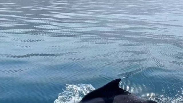 ทัวร์จุดชมวิวท่าเรือโอมาน มารีน่า บันดาร์ อัล โรว์ดา ครึ่งวัน