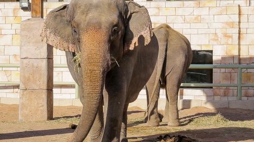 Abu Dhabi Attraction: Emirates Park Zoo Abu Dhabi Day Tours 6