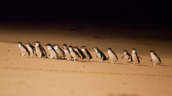 Phillip Island Penguin Parade Small Group Eco Tour from Melbourne