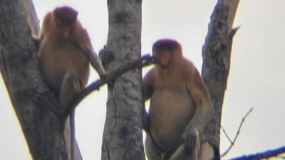 Bongawan