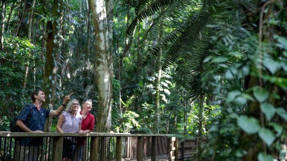 Excursión de exploración por el sur de Daintree - Medio día