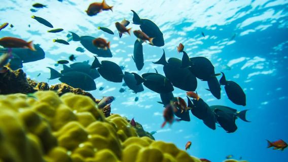 Bali: Perjalanan Speedboat Nusa Penida dengan Snorkeling dan Tour