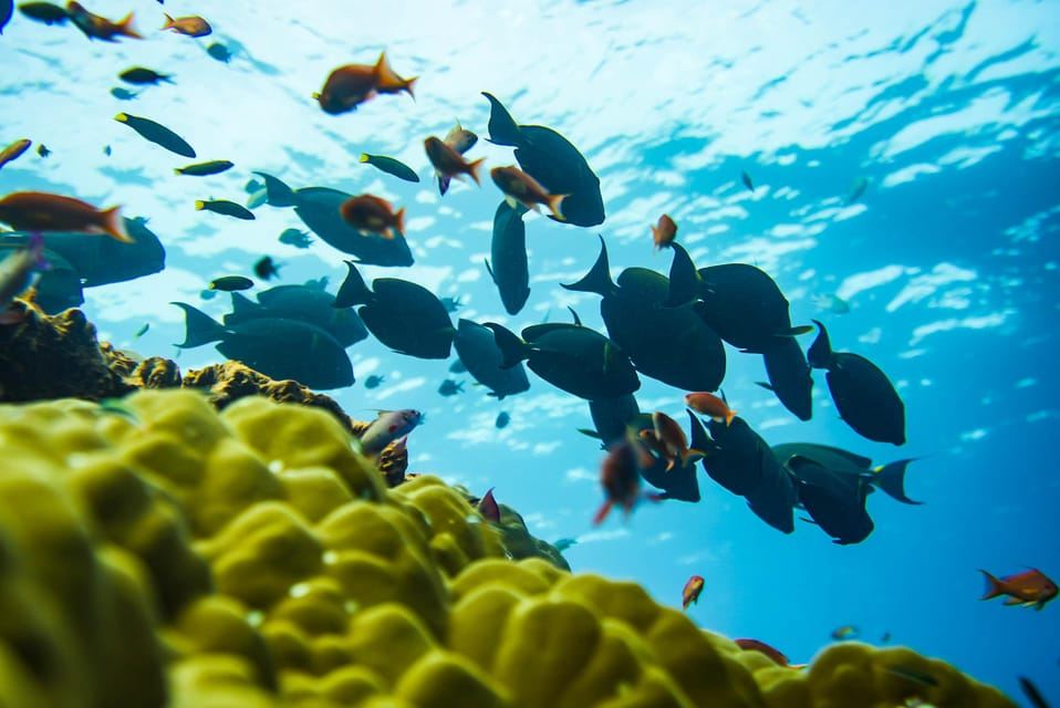 Bali: Nusa Penida dengan Kapal Pesiar Premium, Manta Rays, Tur Darat