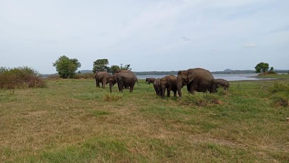 Minneriya: Jeep-Safari im Nationalpark ab Sigiriya/Dabulla