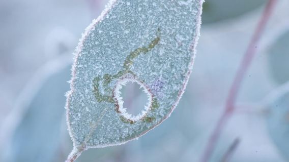 Canberra: Nature Tour with Lunch