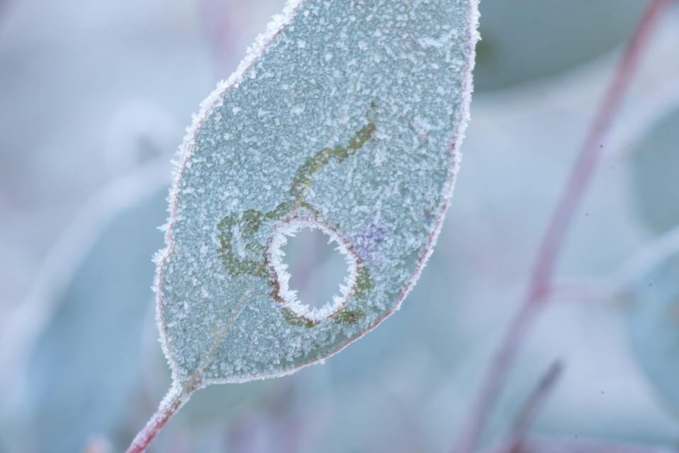 Canberra: Nature Tour with Lunch
