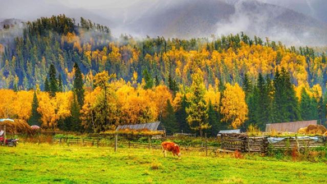 Lawatan sehari teras dari Altay {Kanasi/Hemu/Koktokay} pilih satu daripada tiga