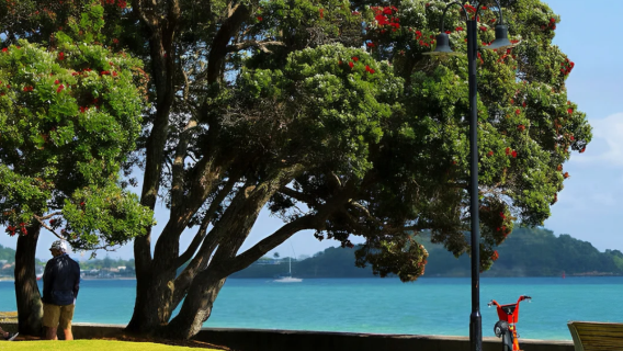 紐西蘭奧克蘭｜小黑子沙灘-黑沙灘-伊甸山-教會灣｜中文專車一日遊