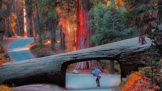 San Francisco - Yosemite National Park + Kings Canyon - Private Charter - Top Pick