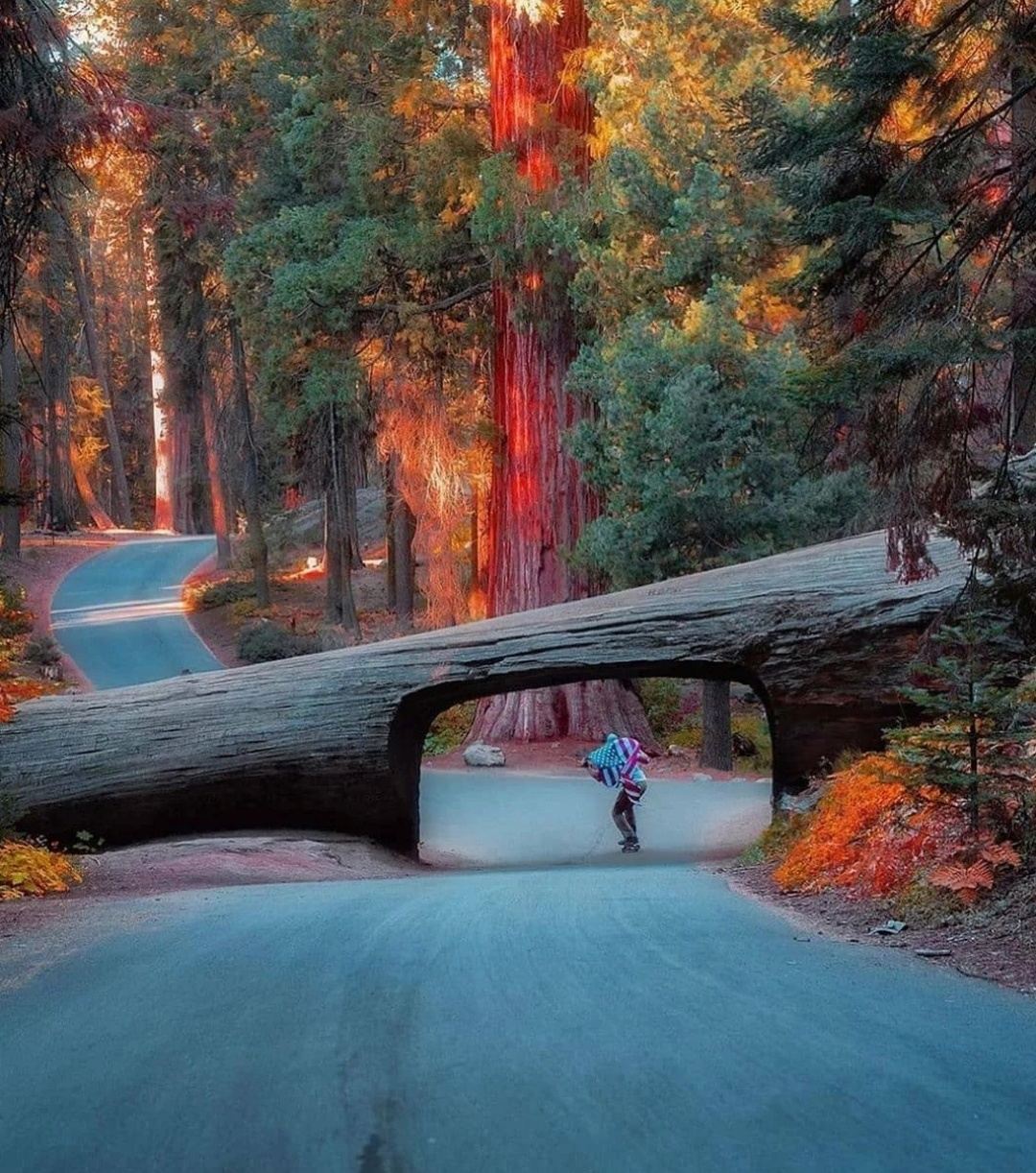 San Francisco - Yosemite National Park + Kings Canyon - Private Charter - Top Pick