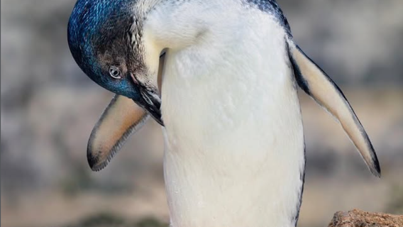 西オーストラリア パース・ペンギン島ロッキンガムフェリー イルカとアザラシを探す ペンギン遊覧船