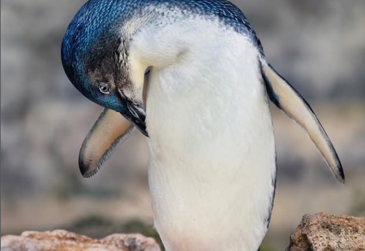 西オーストラリア パース・ペンギン島ロッキンガムフェリー イルカと