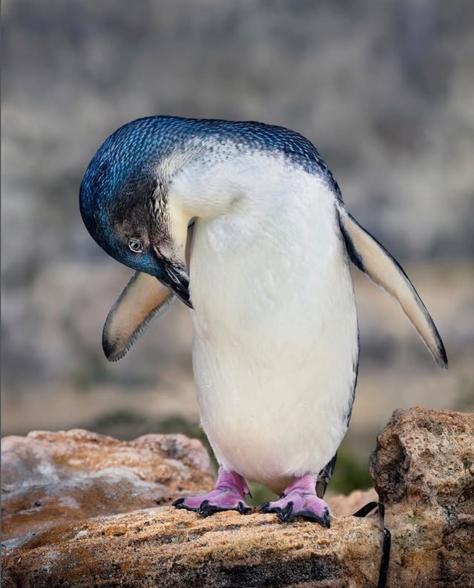 Rockingham Penguin Island Ferry in Perth, Western Australia - Dolphin, Seal, and Penguin Cruise