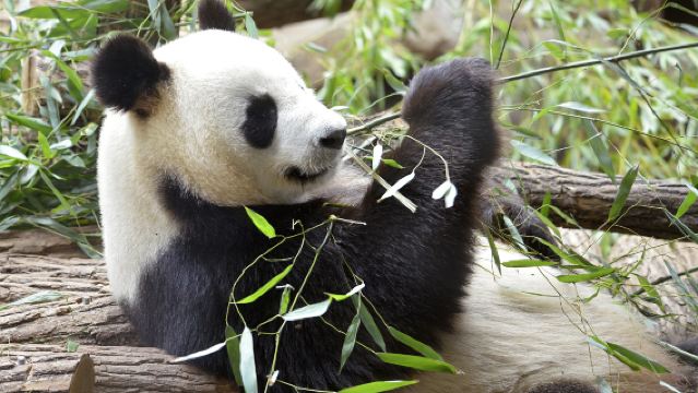 Diepgaande dagtocht naar Dujiangyan+Panda Valley in Chengdu: Wilde Harten & Stille Gedachten [Privéauto]