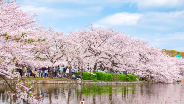 Tokyo Cherry Blossom Season: Chidorigafuchi + Ueno Park + Sumida Park + Meguro River + Shinjuku Gyoen National Garden