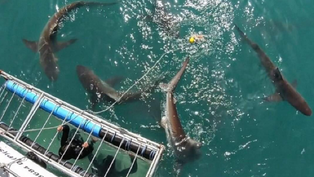 南非開普敦體驗潛水浮潛2小時【南非開普敦西蒙鎮鯊魚籠潛水體驗】
