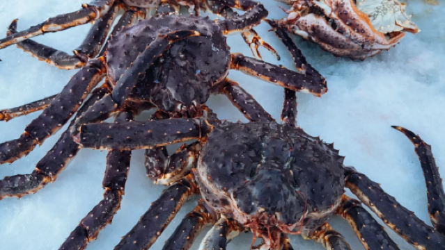 Norway King Crab Fishing 1-Day Tour [Round-Trip from Kirkenes - 3 Hours · English Tour]