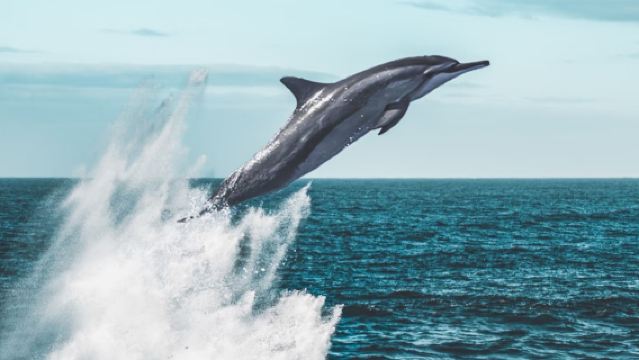 Lawatan sehari ke Teluk Lumba-lumba Fiji termasuk pengangkutan, snorkeling, memancing, bancuhan pasir viral & mengejar lumba-lumba di Rakiraki