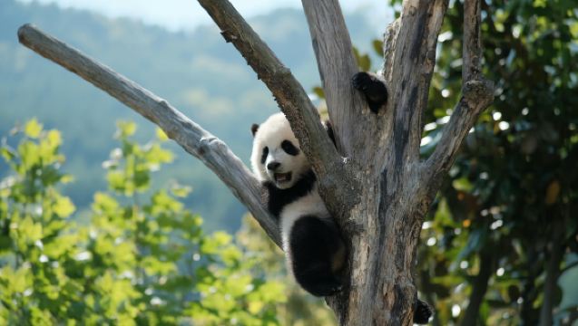 Pakej kecil 2-8 orang termasuk tiket masuk tanpa tempahan + Dujiangyan + Lembah Panda + Air Mata Biru Zhongshuge dengan persembahan opera Sichuan percuma