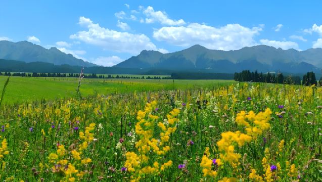 Enchanting Urumqi: Nanshan Ranch  & Baiyanggou Scenic Area 1-Day Tour