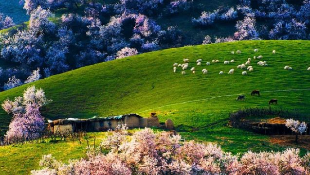 伊寧吐爾根杏花溝一日遊【春季踏青】