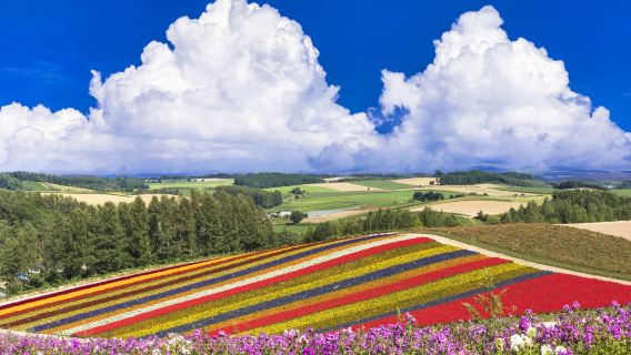 富良野·美瑛--四季彩丘·富田農場·青池浪漫花海之旅
