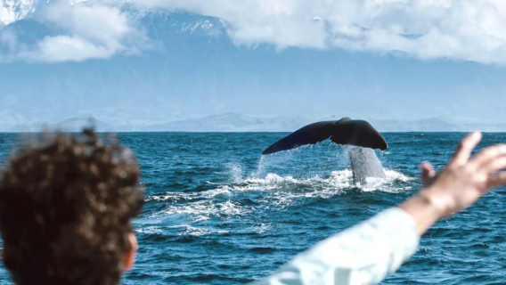 Christchurch Kaikoura 3 hr whale watching cruise