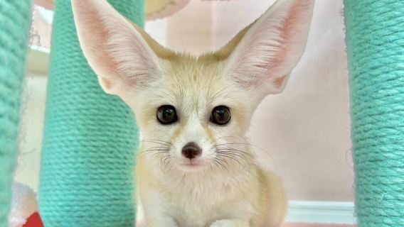Play with adorable fennec foxes! Popular animal cafe experience in Japan