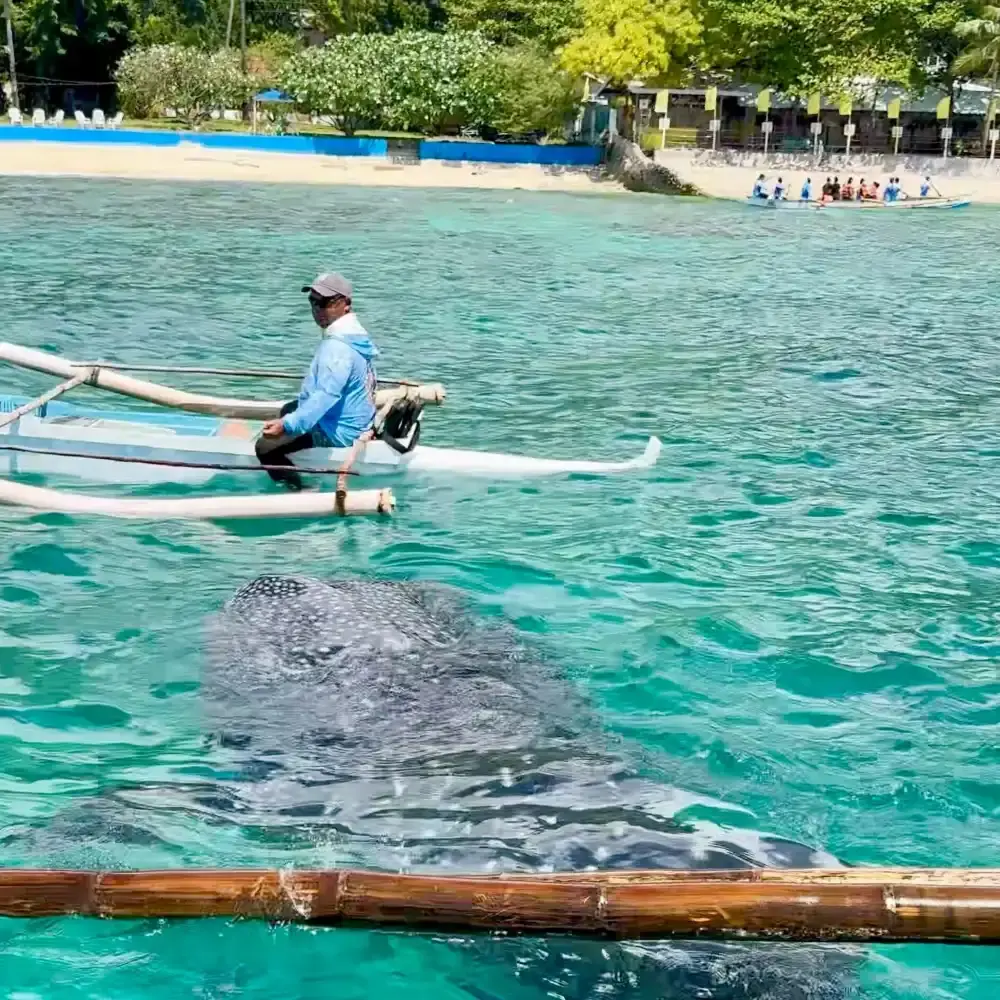 フィリピン・ボホール島～オスロブ フェリー片道チケット（楽々移動＋