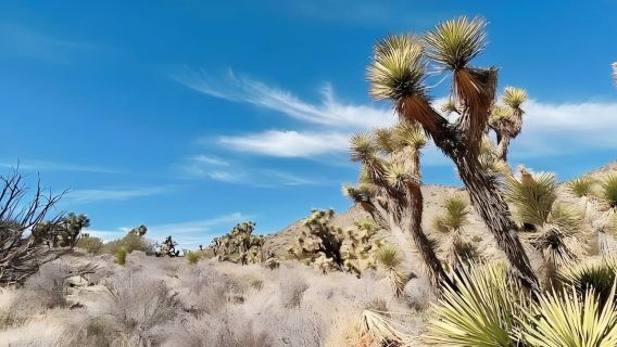 Pakej Pelancongan Eksklusif Sewaan Peribadi Los Angeles, Amerika Syarikat Pergi-Balik - Taman Negara Joshua Tree - Desert Hills Premium Outlets - Tanpa Keresahan