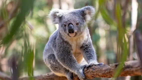Tour di un giorno al Currumbin Wildlife Sanctuary + Point Danger + Point Perry a Gold Coast, Australia