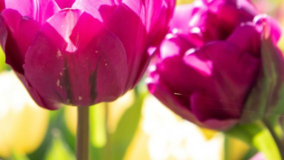 Taman Bunga Keukenhof: Tiket Masuk + Transfer Bus Pulang-Pergi dari Stasiun Pusat Amsterdam