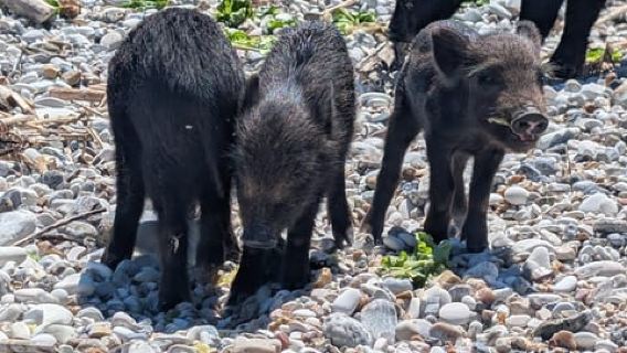 Nydri: All Inclusive VIP Piggy Cruise & Swimming Pigs