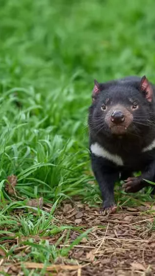 Encounter Tasmanian devils + Fiddle National Park + Mount Wellington overlooking Hobart 1-day tour